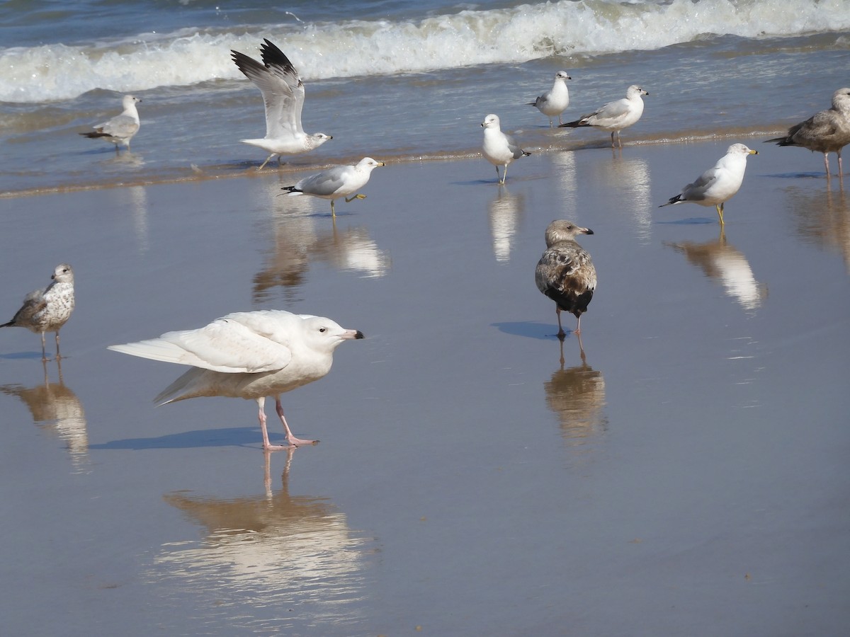 Glaucous Gull - ML413011151