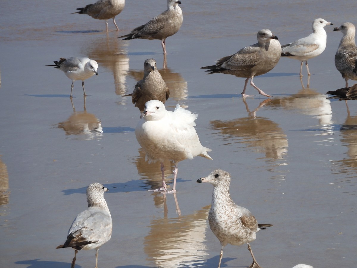 Glaucous Gull - ML413011161