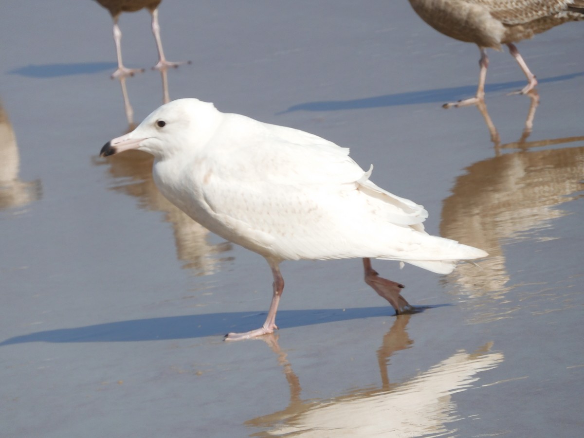 Glaucous Gull - ML413011181