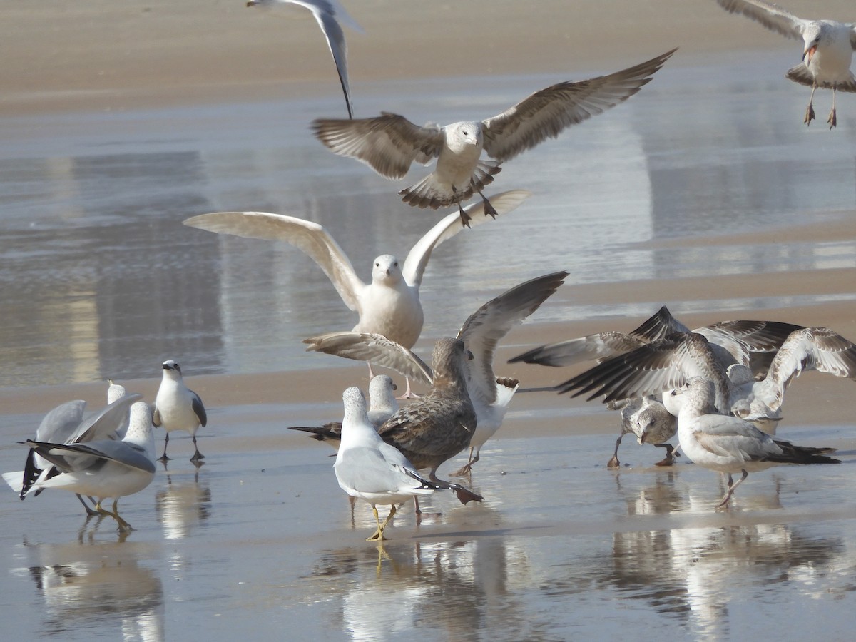 Glaucous Gull - ML413011201