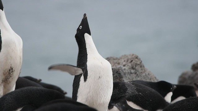 Pingüino de Adelia - ML413011831