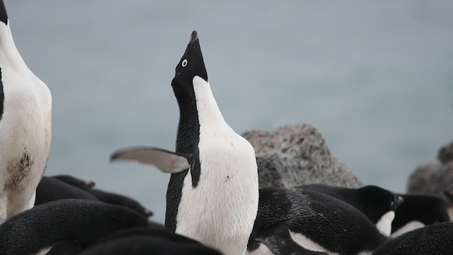 Adeliepinguin - ML413011831