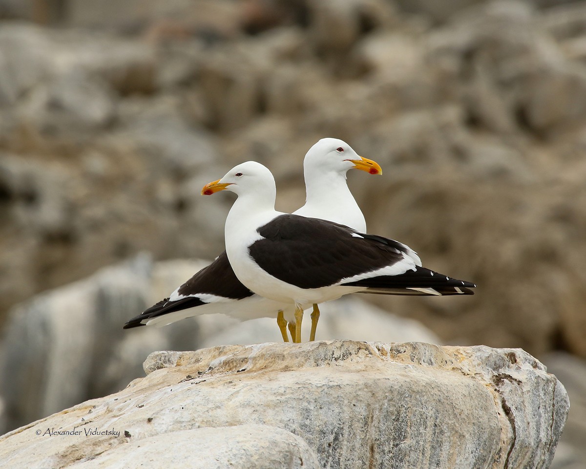 Kelp Gull - ML413012041