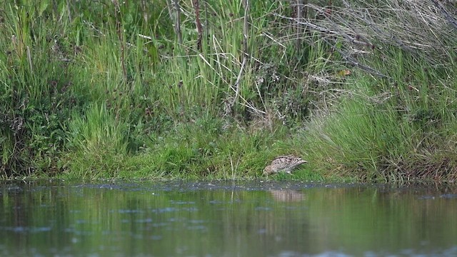 Magellanic Snipe - ML413012111