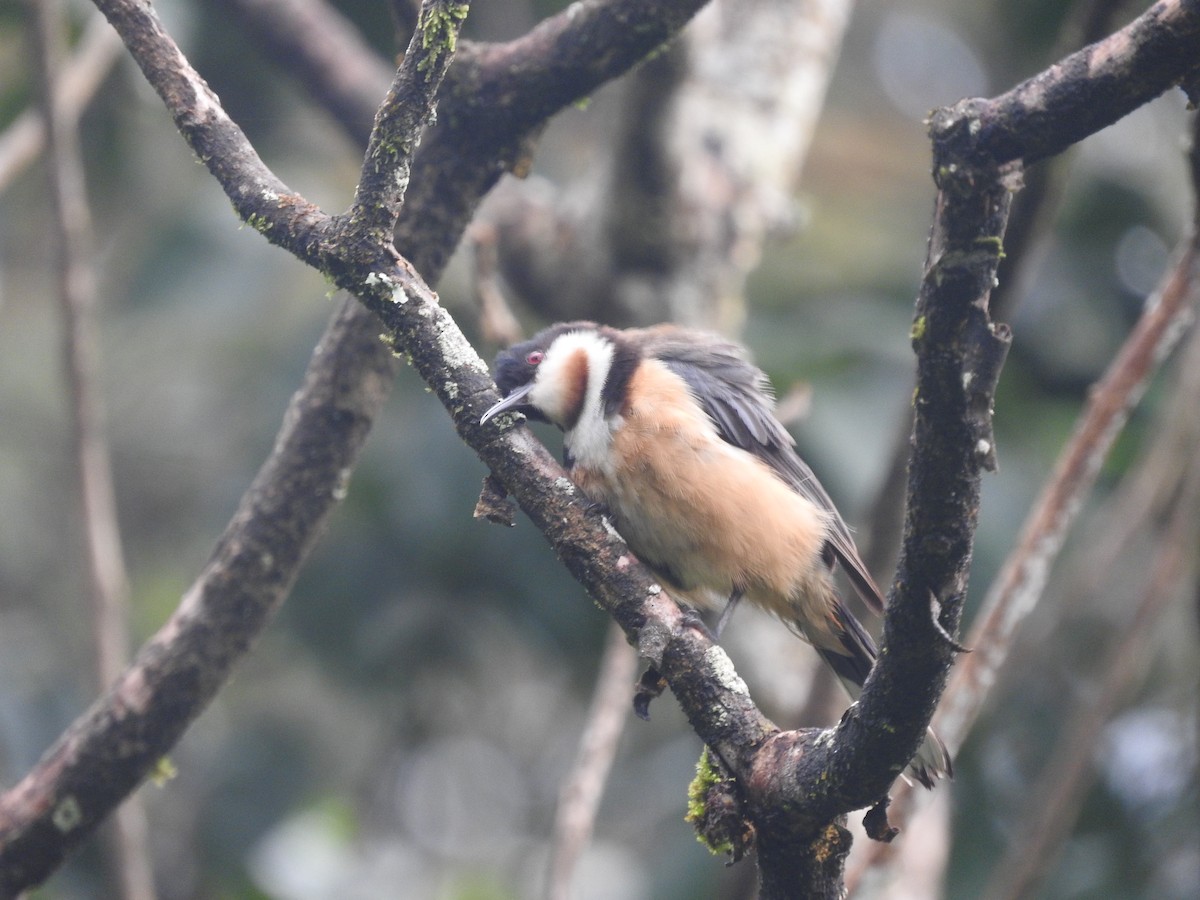 Eastern Spinebill - Archer Callaway