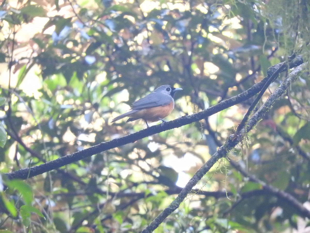 Black-faced Monarch - ML413012301