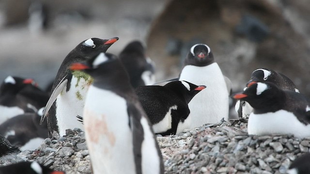 Gentoo Penguin - ML413012381