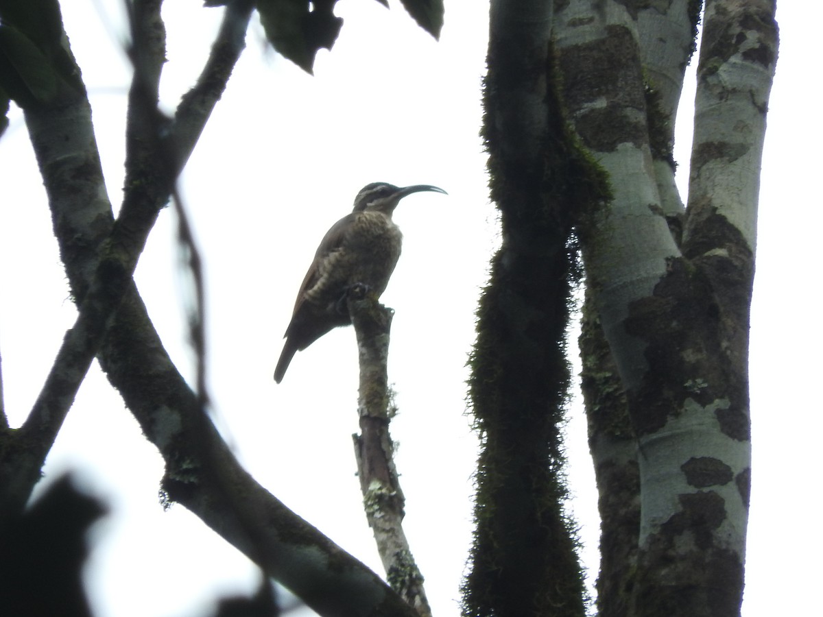 Schildparadiesvogel - ML413012521