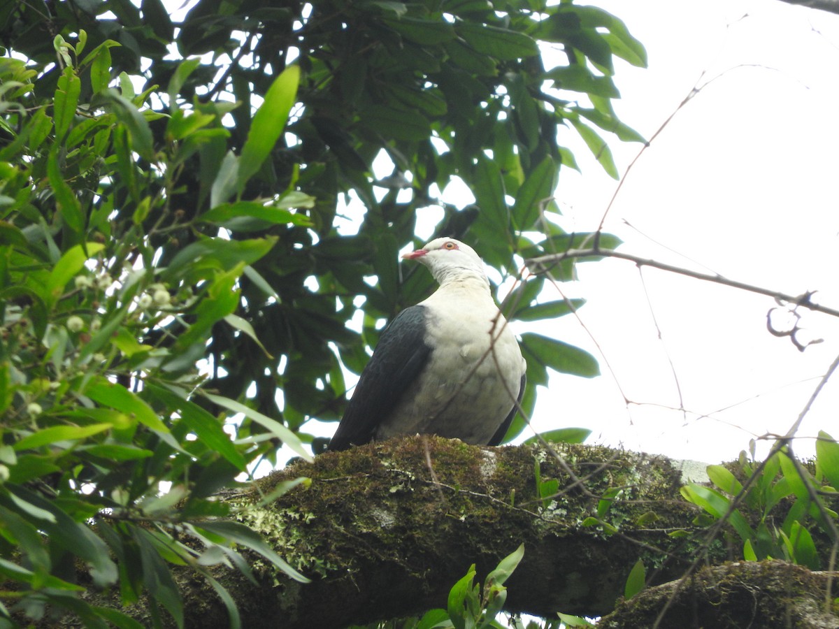 White-headed Pigeon - ML413012661