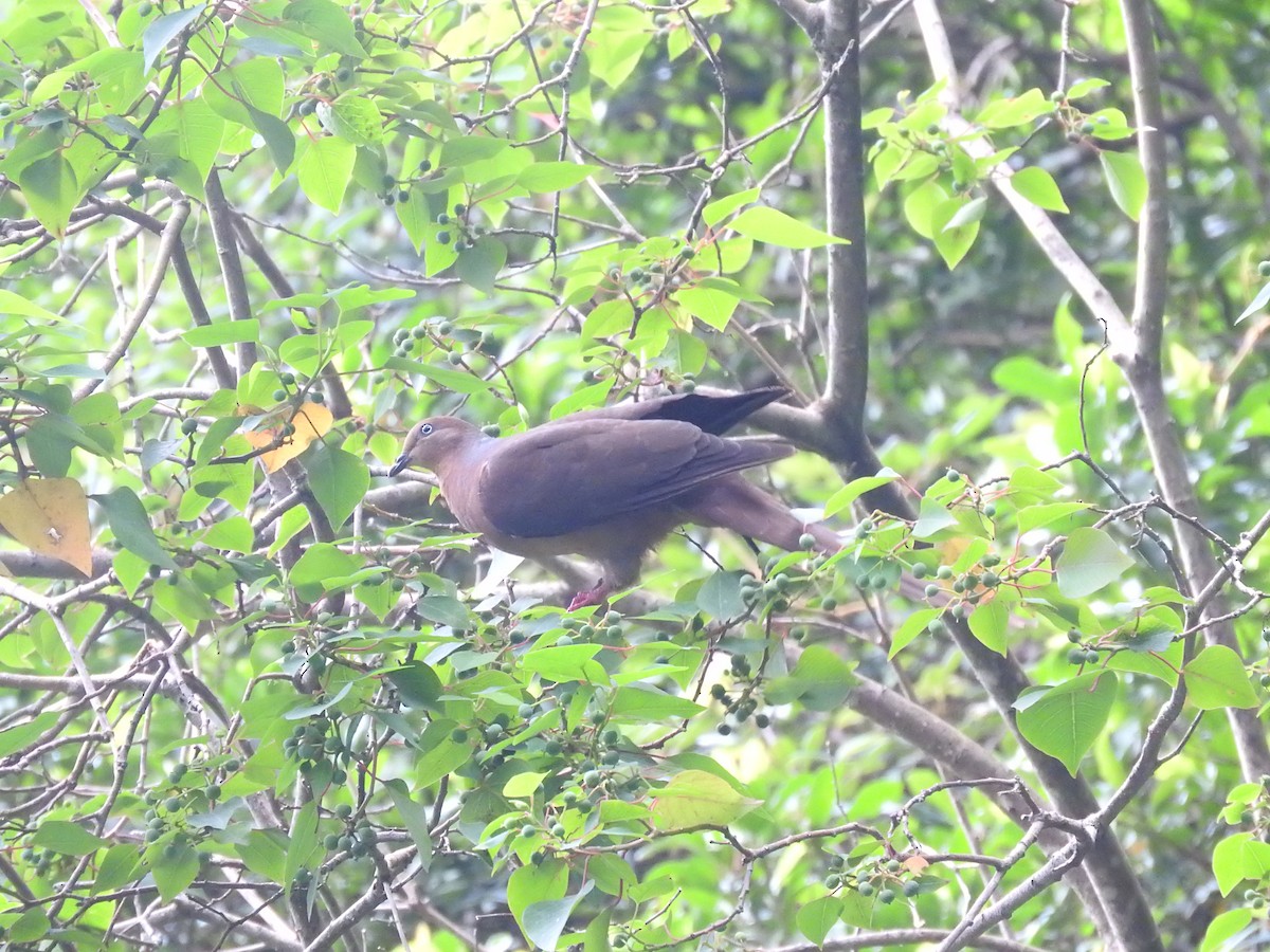 Brown Cuckoo-Dove - ML413012681