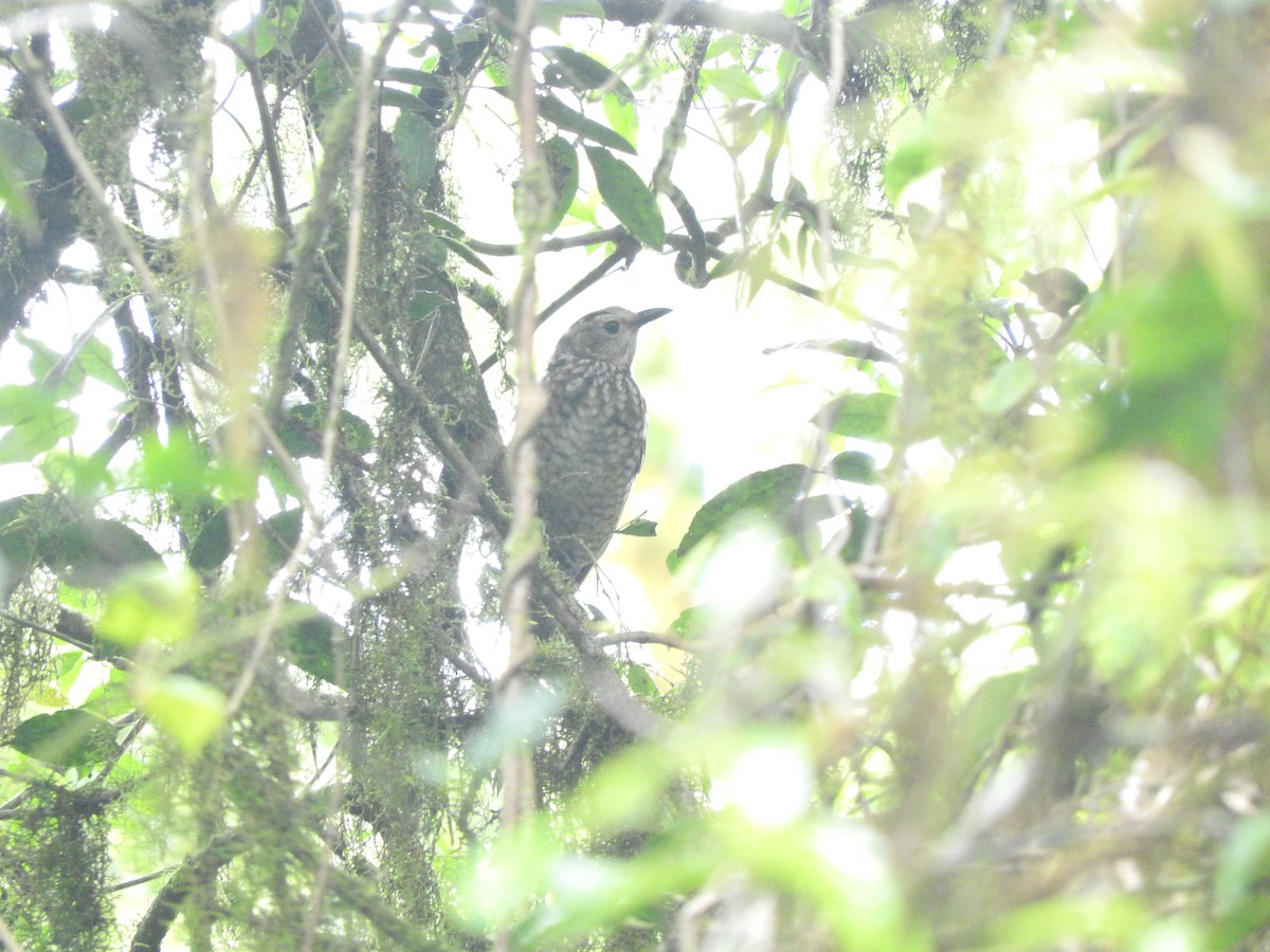 Regent Bowerbird - ML413012881