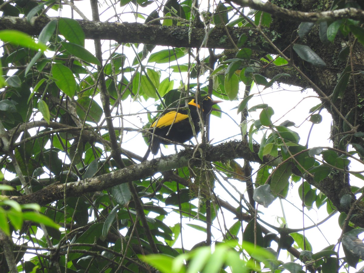 Regent Bowerbird - ML413012891