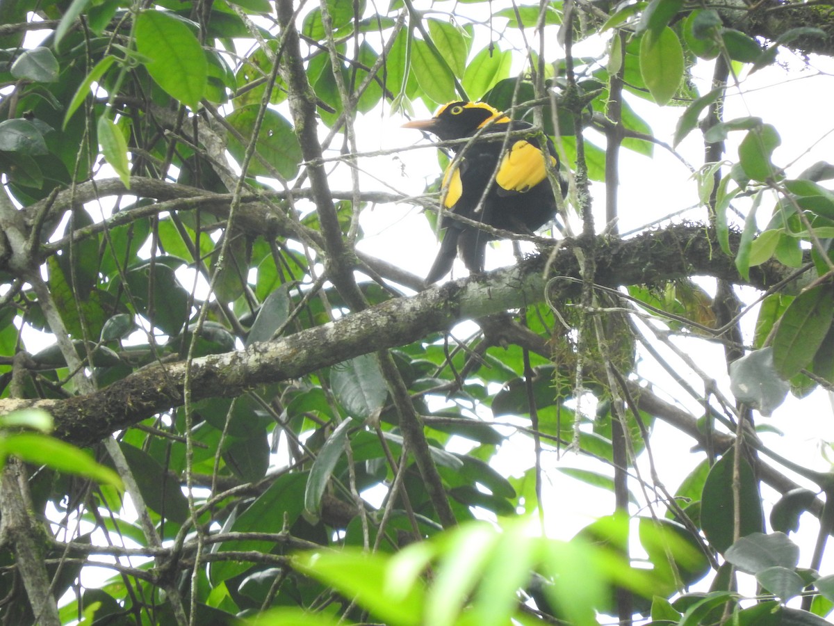 Regent Bowerbird - ML413012961