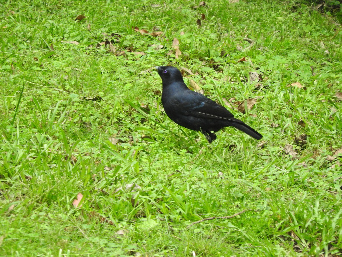 Satin Bowerbird - Archer Callaway