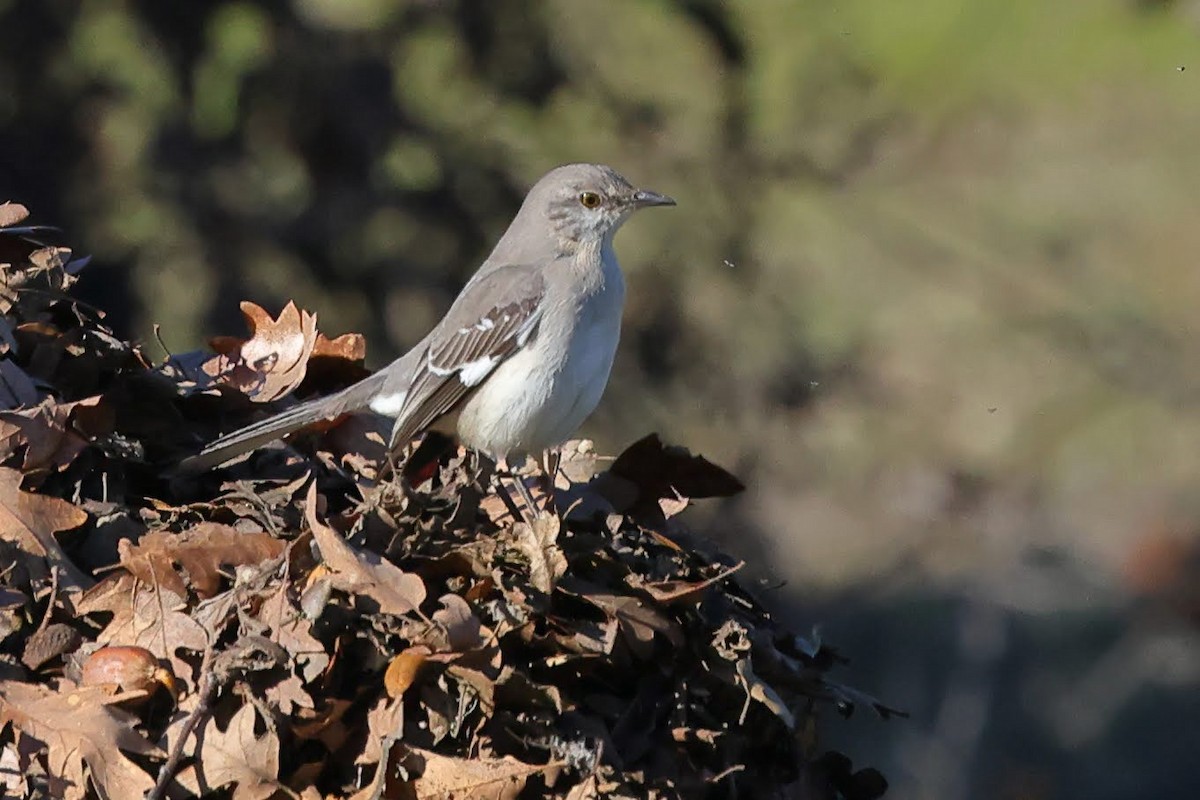 Northern Mockingbird - ML413013191