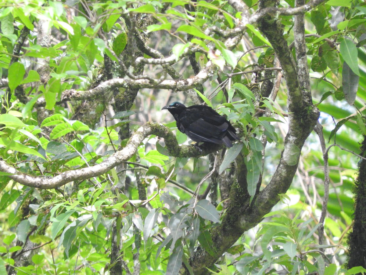 Paradise Riflebird - Archer Callaway