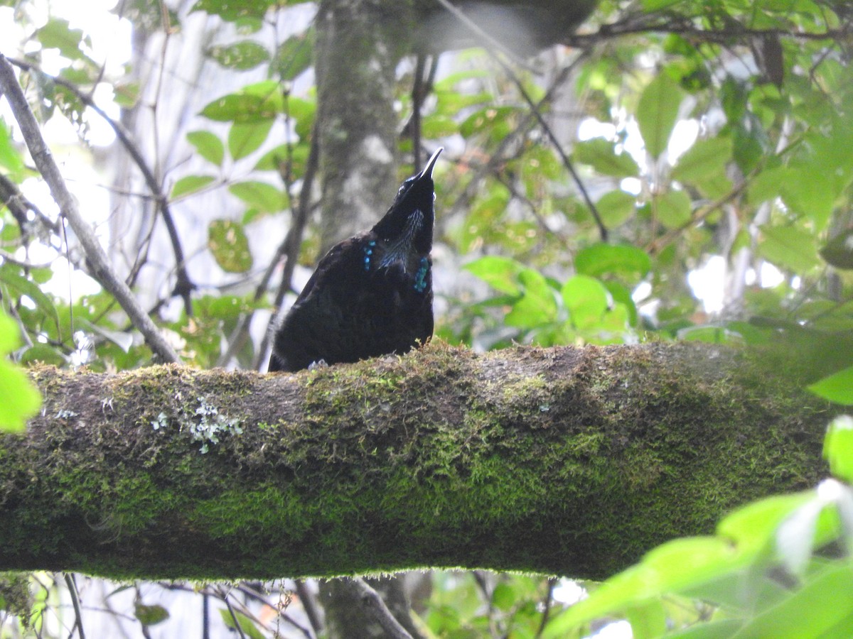 Schildparadiesvogel - ML413013311