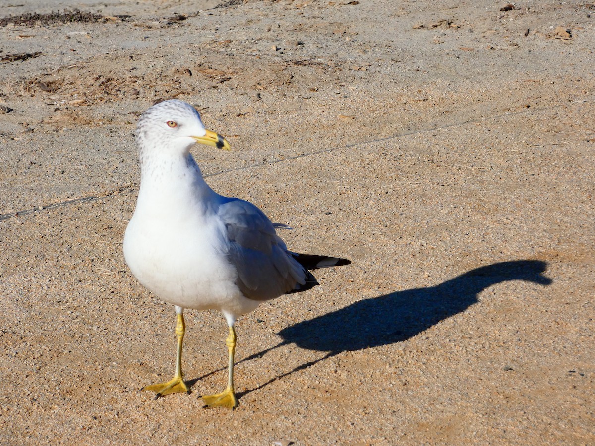 Ring-billed Gull - ML413014091