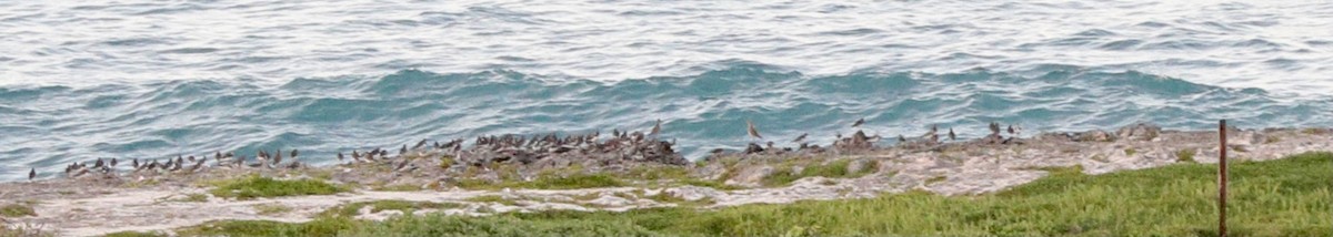 Ruddy Turnstone - ML413014141