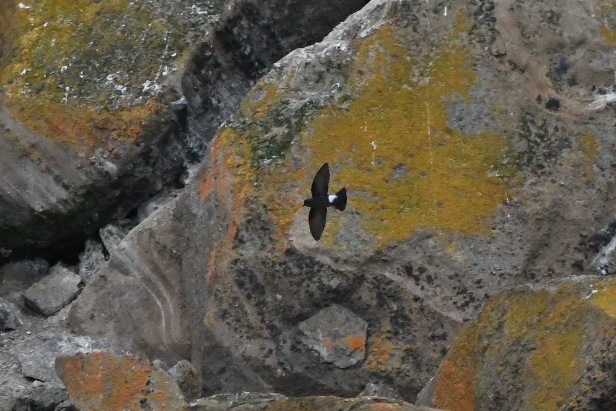 Wilson's Storm-Petrel - ML413016241