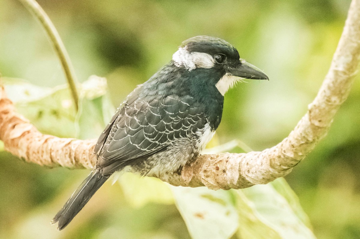 Black-breasted Puffbird - William Batsford