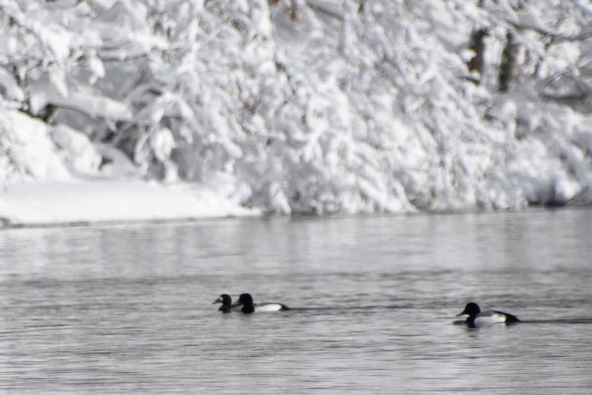 Greater Scaup - ML413017601