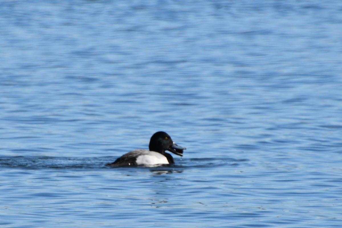 Greater Scaup - ML413017811