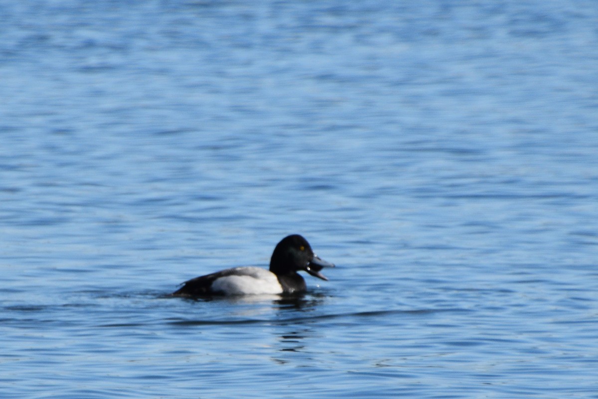 Greater Scaup - ML413017851