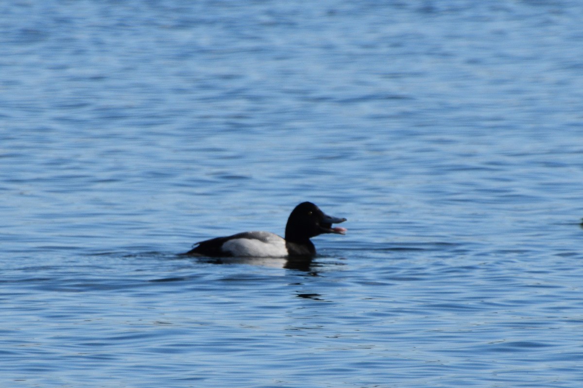 Greater Scaup - ML413017861
