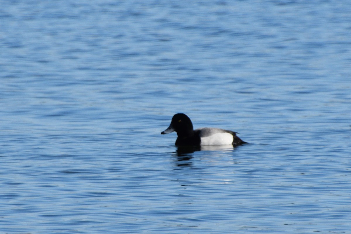 Greater Scaup - ML413017871