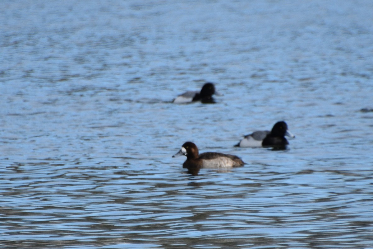 Greater Scaup - ML413018161