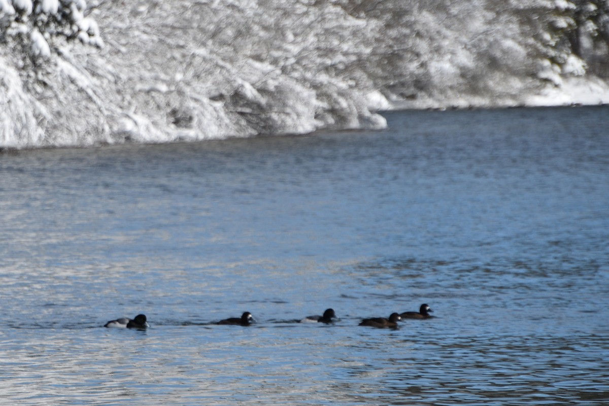 Greater Scaup - ML413018331