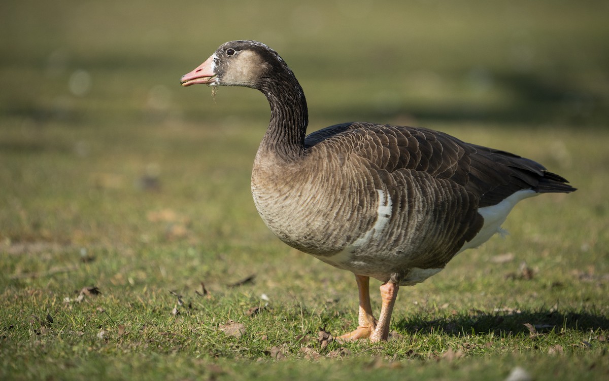 goose sp. - ML413019281