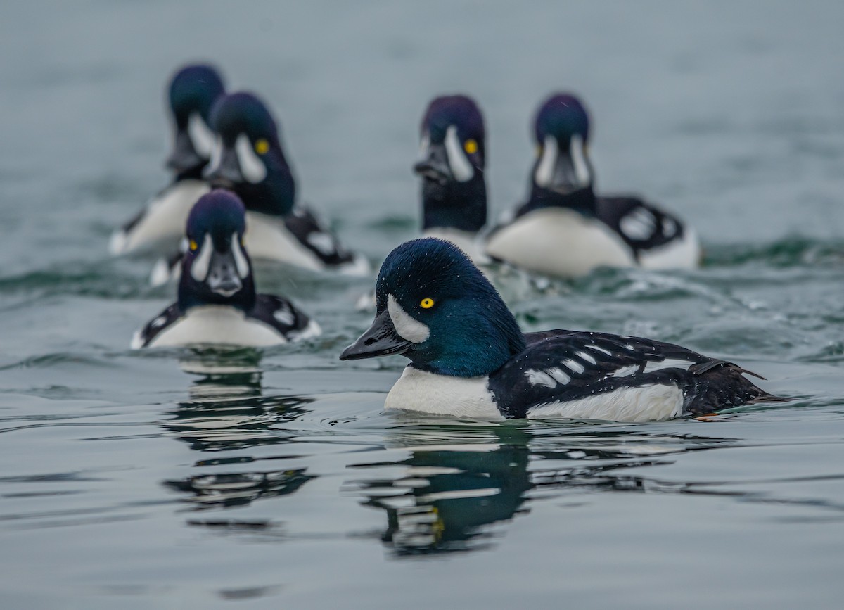 Barrow's Goldeneye - ML413020731