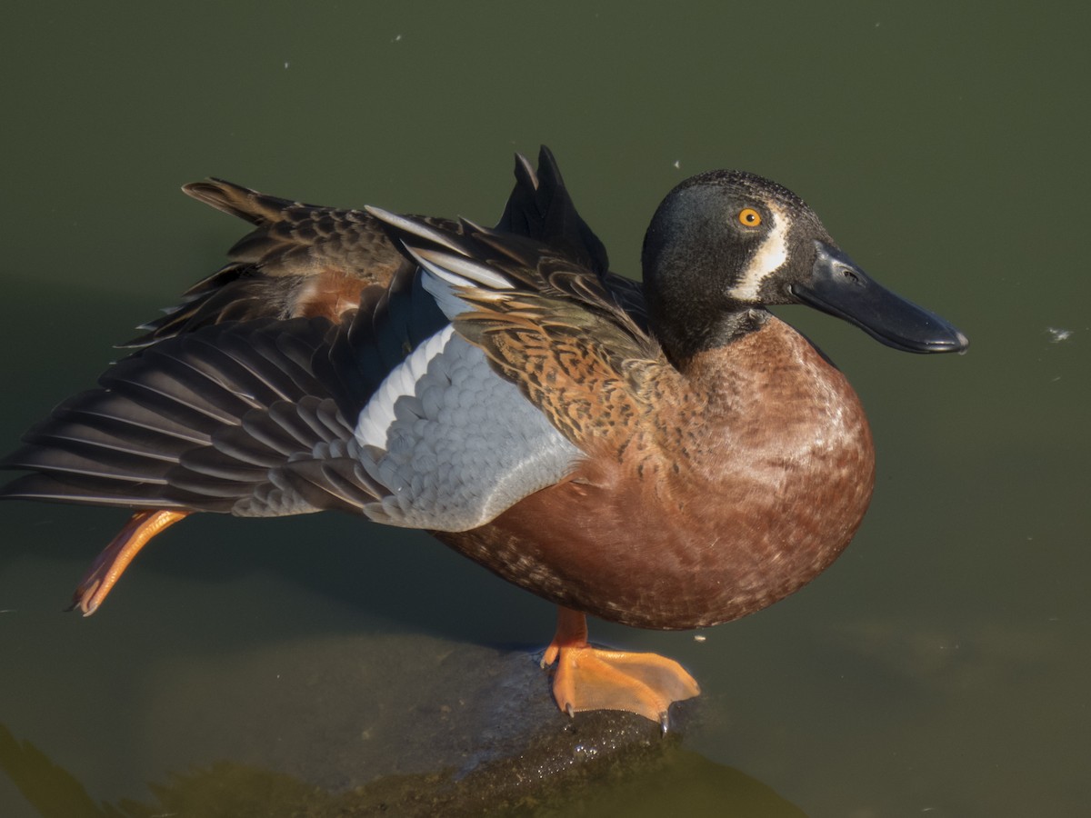 Cinnamon Teal x Northern Shoveler (hybrid) - Glenn Kincaid