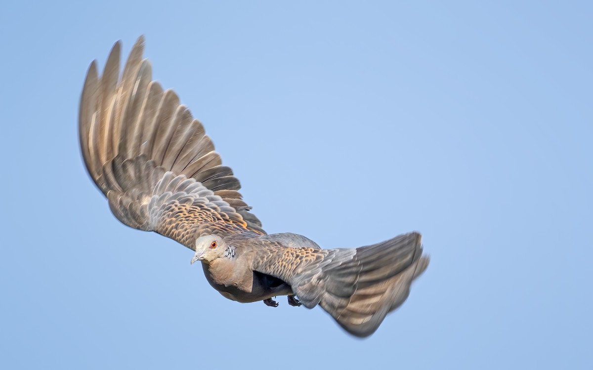 Oriental Turtle-Dove - ML413023411