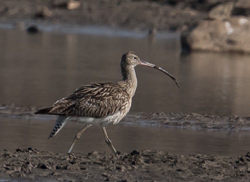 Whimbrel/Eurasian Curlew - Rajeev Gejje