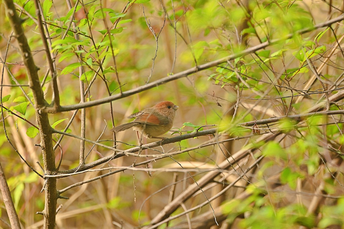 Vinous-throated Parrotbill - ML413025581