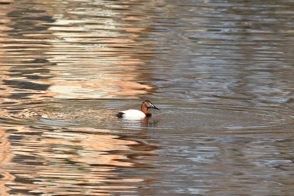 Canvasback - Crystal Leslie