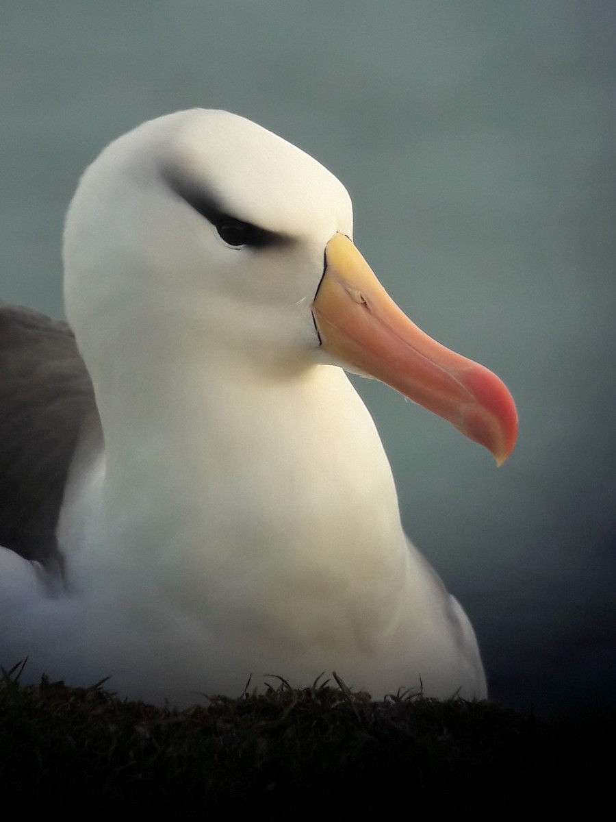 Чернобровый альбатрос - ML413030051