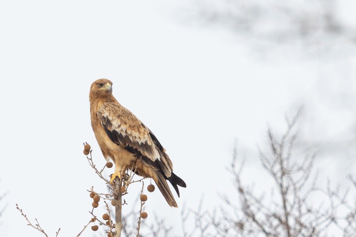 Spanish Eagle - Miguel Ángel Berbegal Vázquez