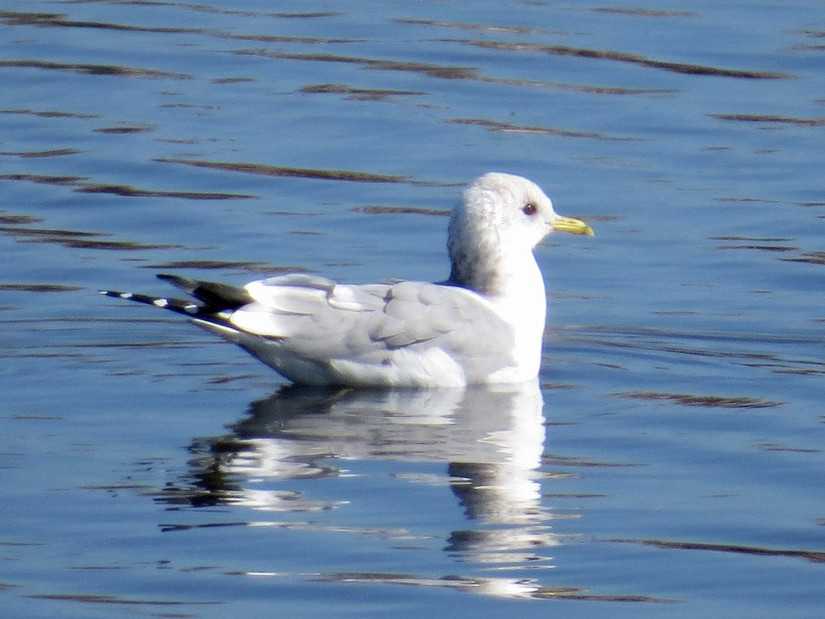 Short-billed Gull - ML413031821