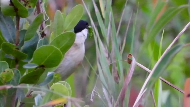 Tchagra des marais - ML413032601
