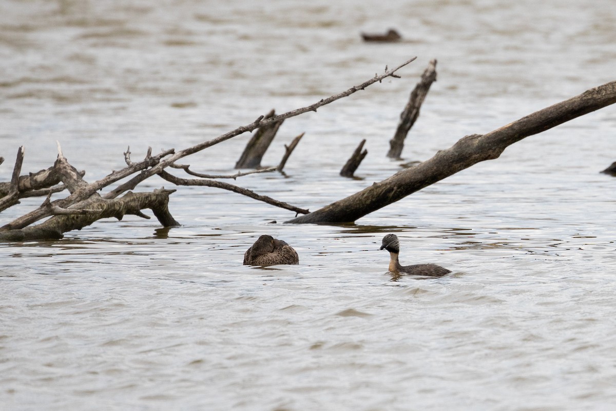 Hoary-headed Grebe - Dan Burgin