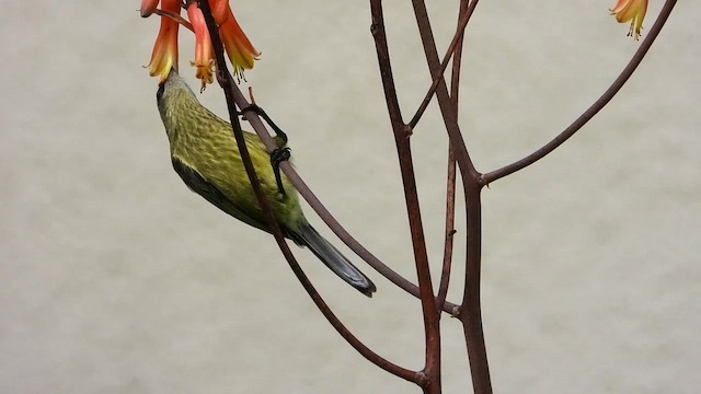 Нектарка бронзова - ML413033891