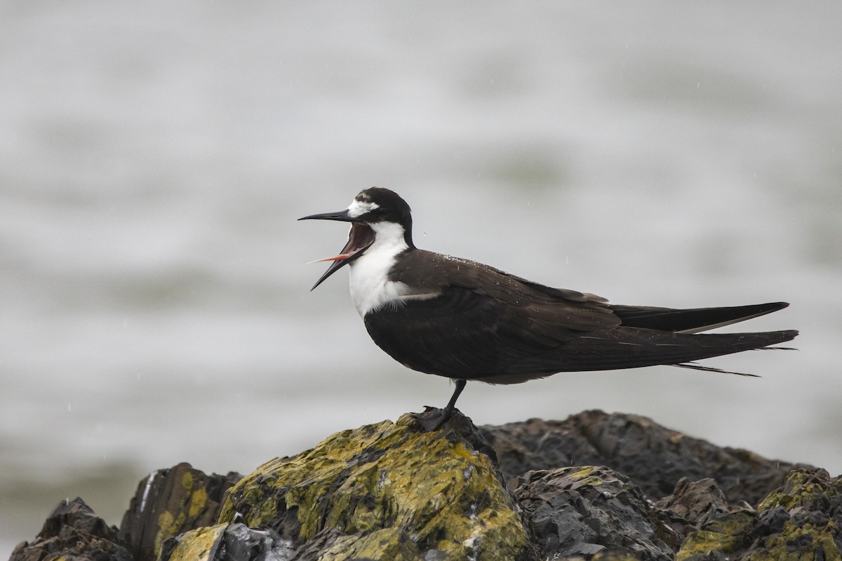 Sooty Tern - ML413034401