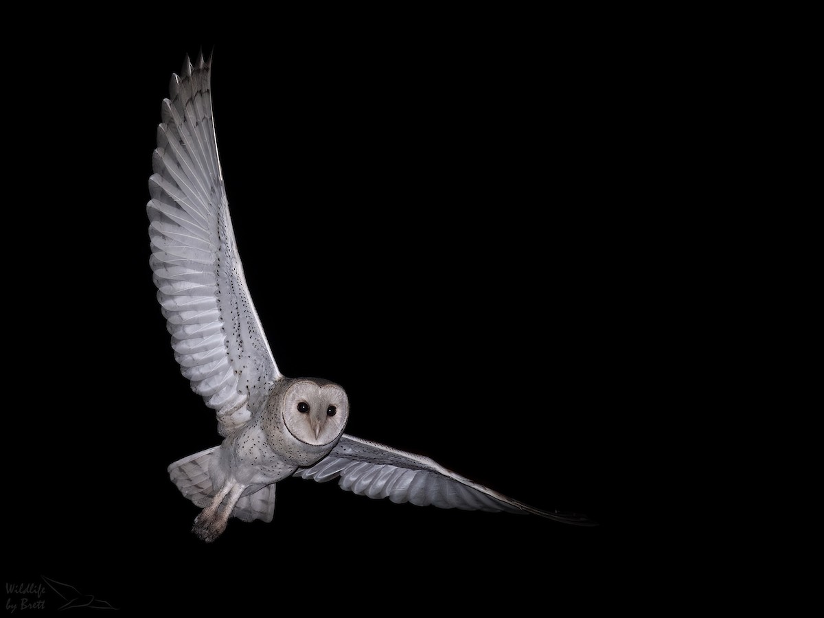 Eastern Barn Owl - Brett Mezen