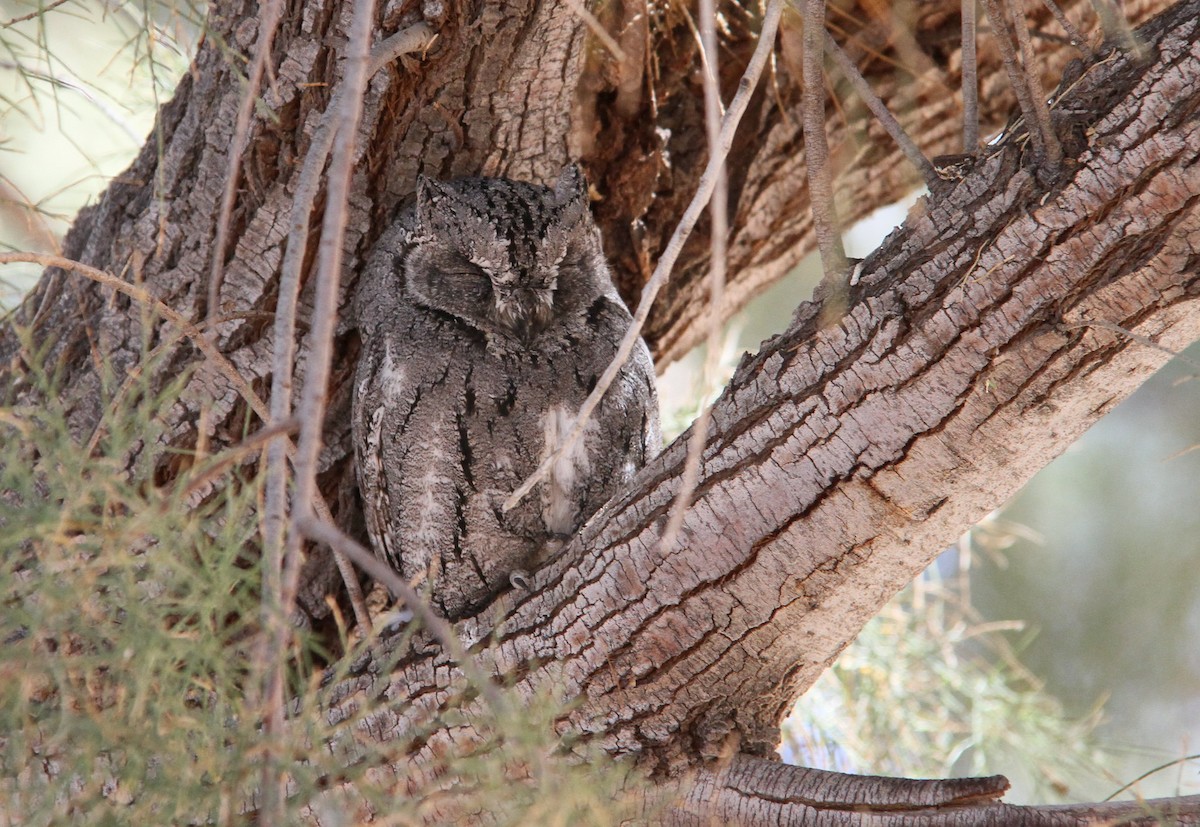 African Scops-Owl - Kate Beer