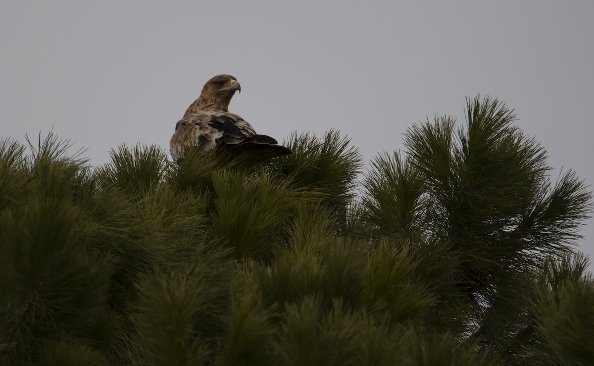 Águila Imperial Ibérica - ML413036311