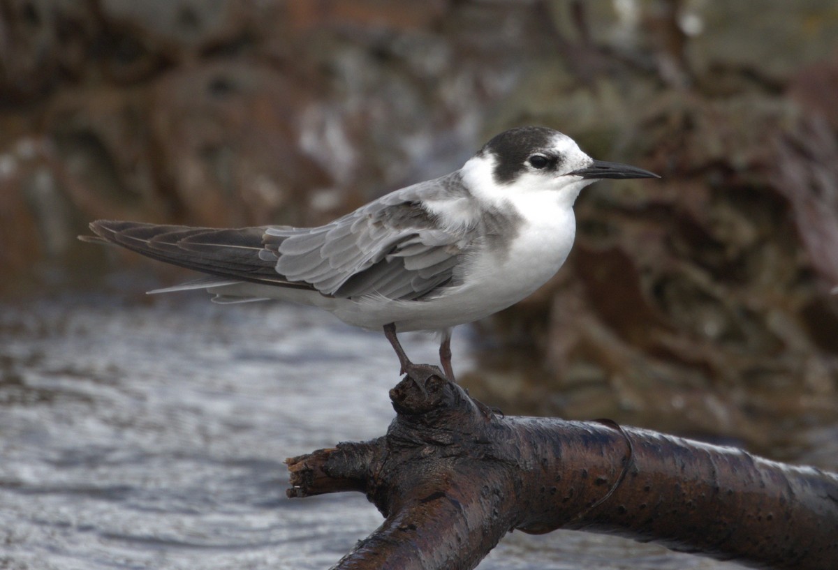 Black Tern - Dave Howes